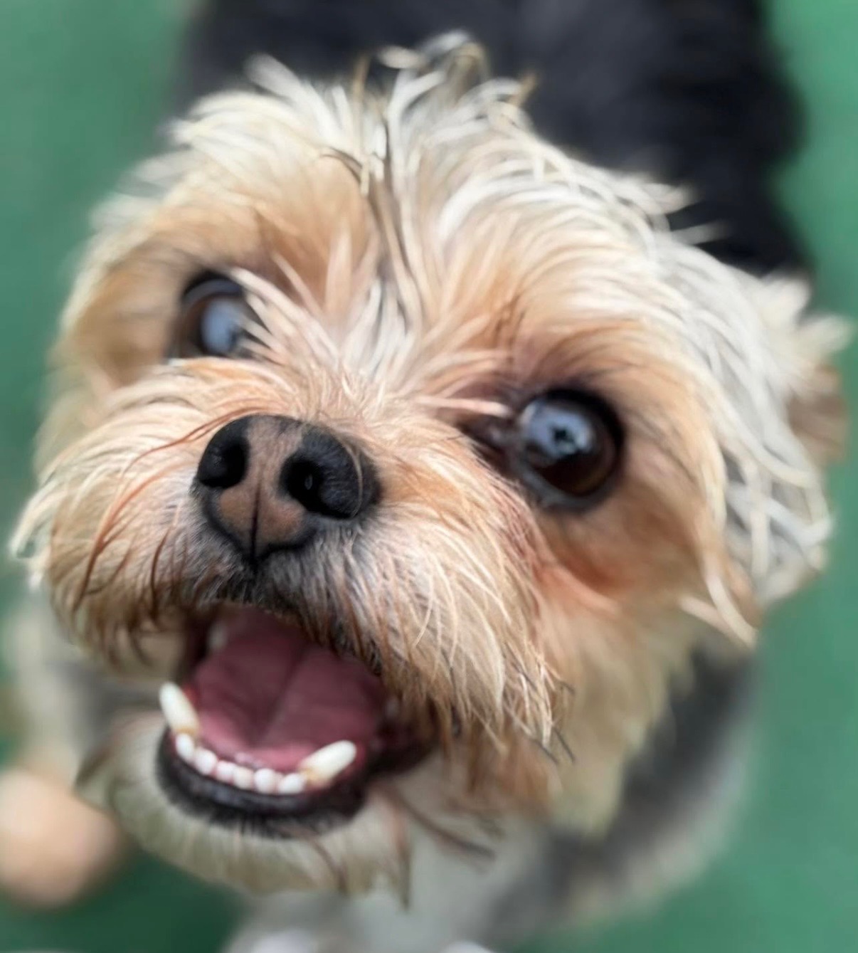 Happy dog at The Rovervelt