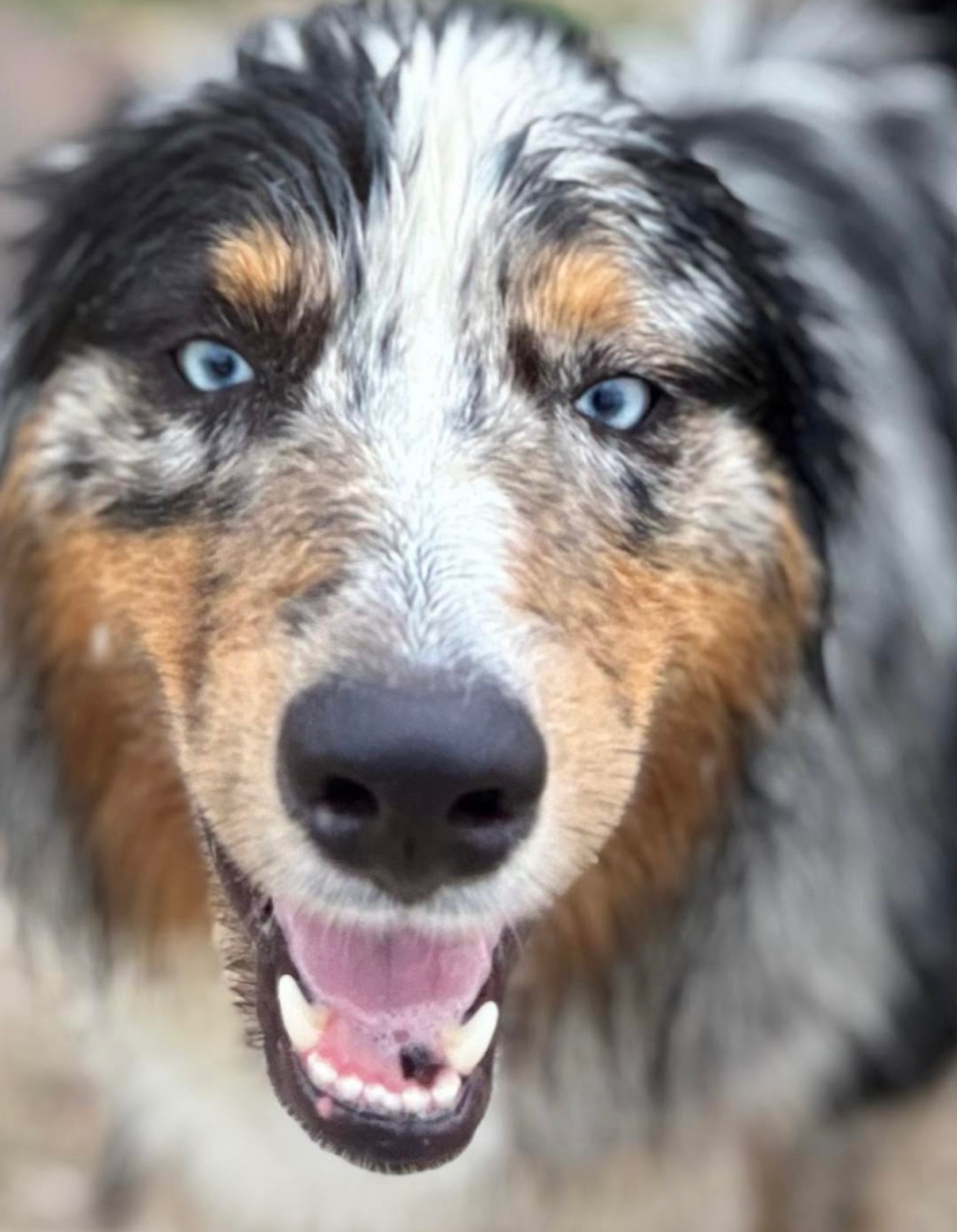 Dogs playing together