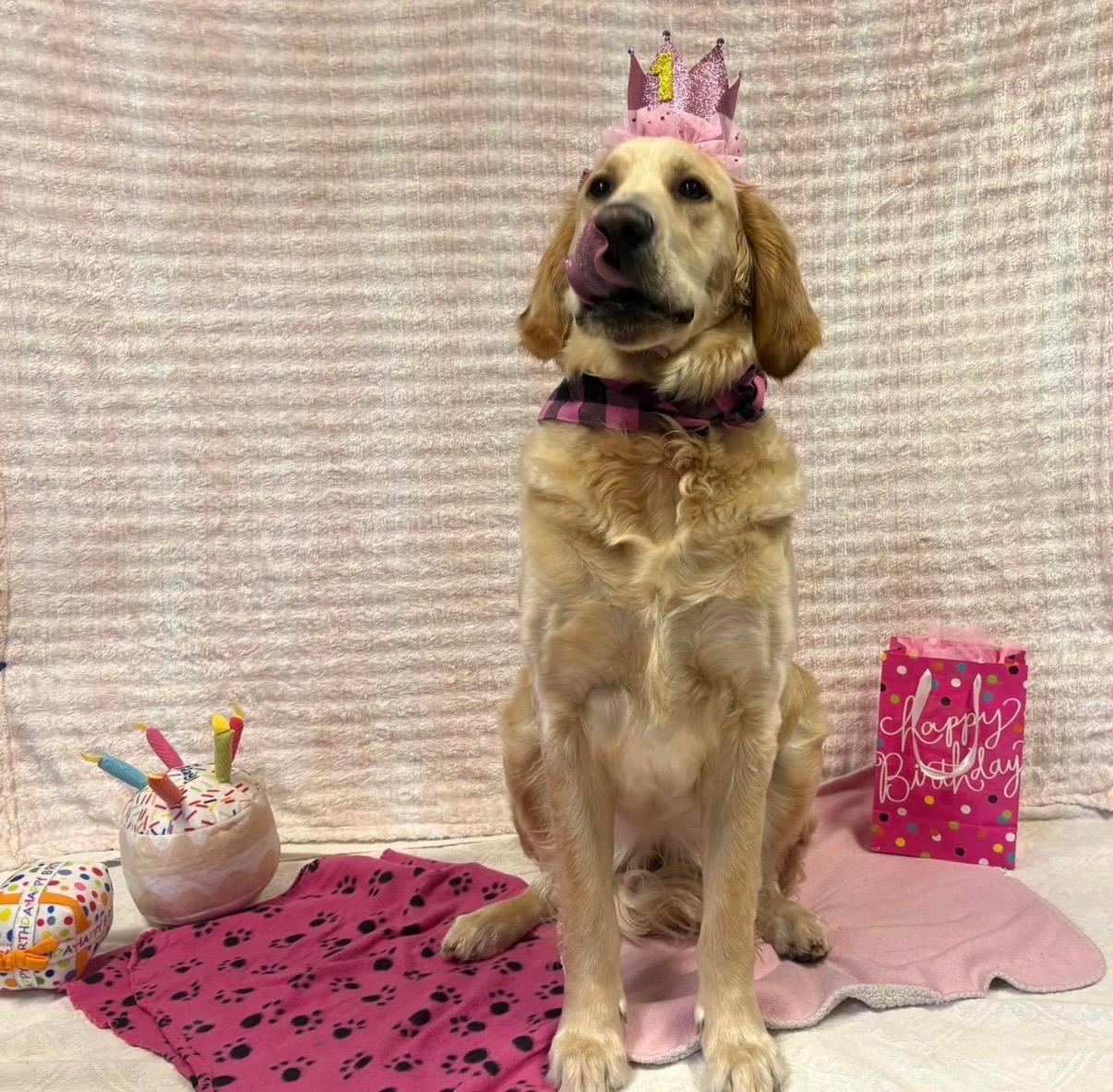 Groomed and happy pup