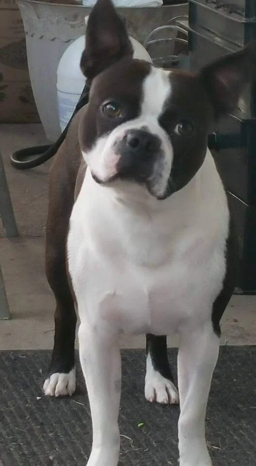 Dogs playing during daycare